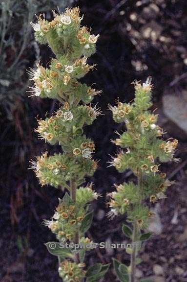 phacelia imbricata ssp imbricata 5 graphic